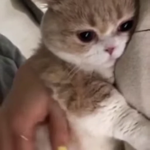 💕 Стикер «Dong moe» для Telegram