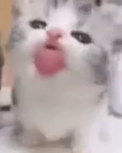 😛 Стикер «Dong moe» для Telegram