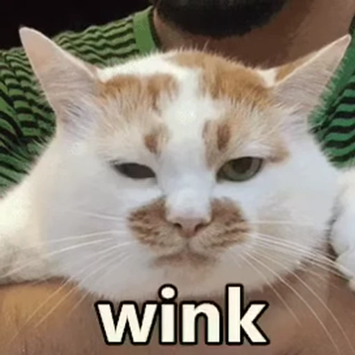 😉 Стикер «Dong moe» для Telegram