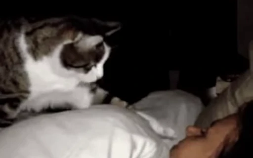 ❔ Стикер «Dong moe» для Telegram