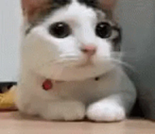 😤 Стикер «Dong moe» для Telegram