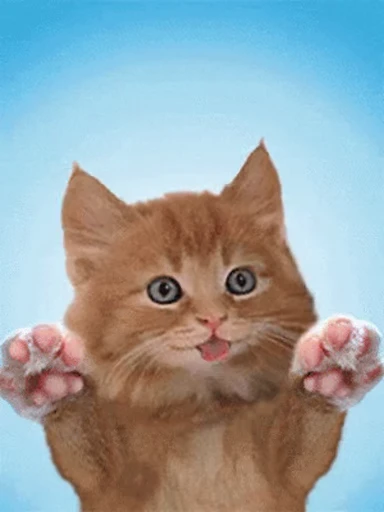😋 Стикер «Dong moe» для Telegram