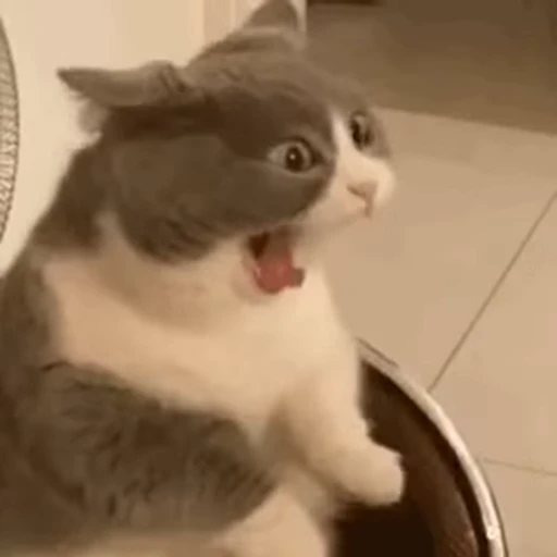 🤬 Стикер «Dong moe» для Telegram