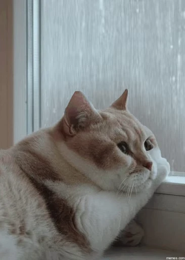 😿 Стикер «Dong moe» для Telegram