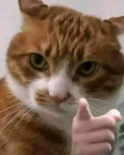 🫵 Стикер «Dong moe» для Telegram