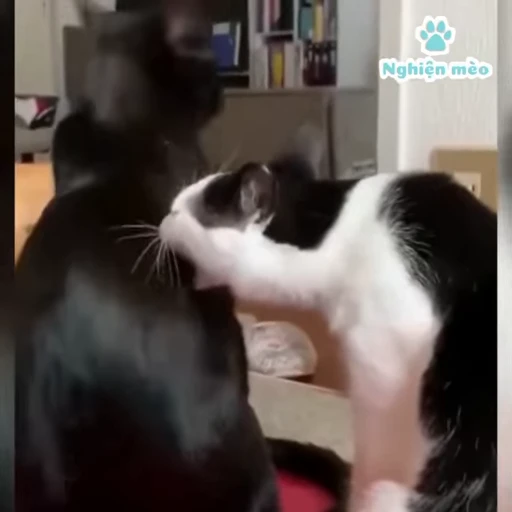 🤜 Стикер «Dong moe» для Telegram