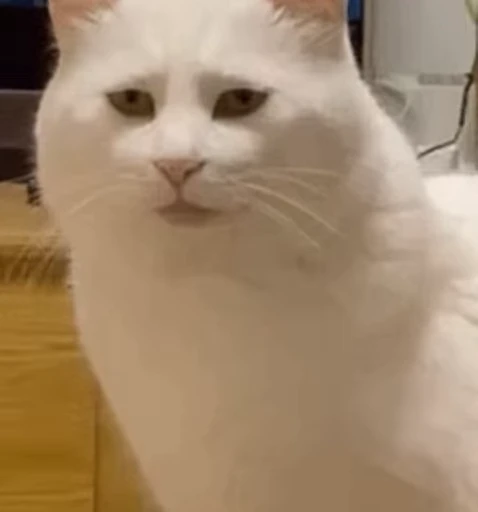 😑 Стикер «Dong moe» для Telegram
