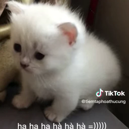 🫥 Стикер «Dong moe» для Telegram