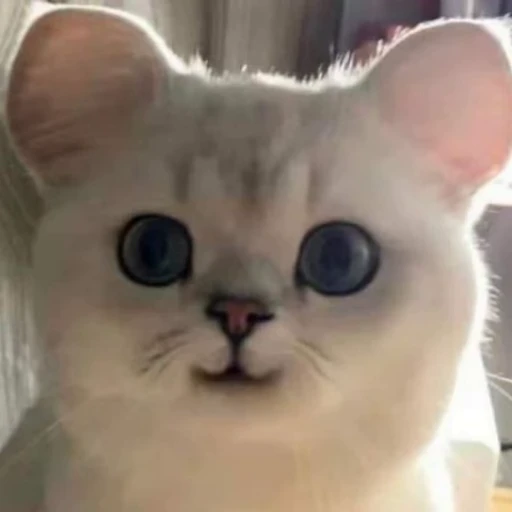 😺 Стикер «Dong moe» для Telegram