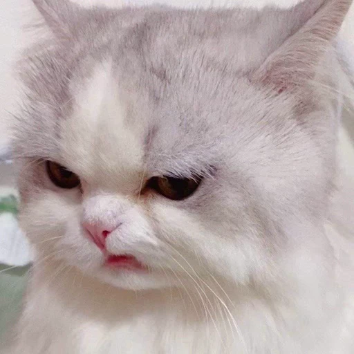 😒 Стикер «Dong moe» для Telegram
