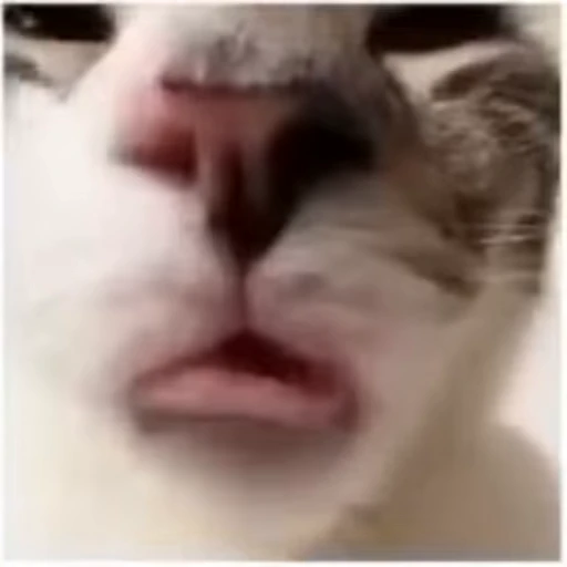 👅 Стикер «Dong moe» для Telegram
