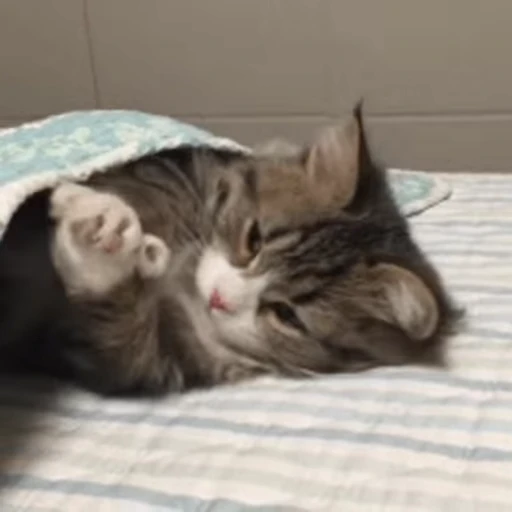 💤 Стикер «Dong moe» для Telegram