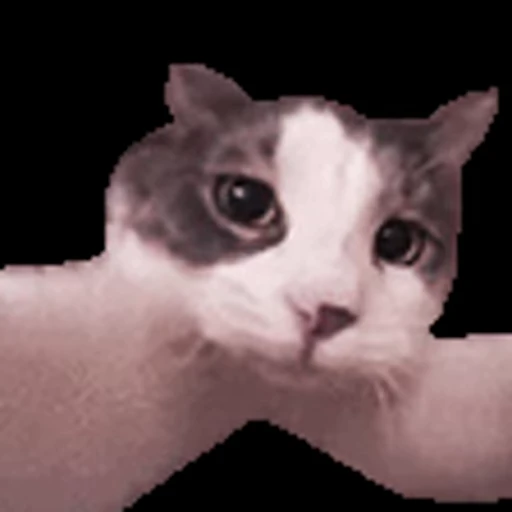 😘 Стикер «Dong moe» для Telegram