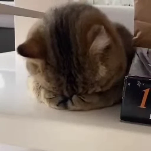 😿 Стикер «Dong moe» для Telegram