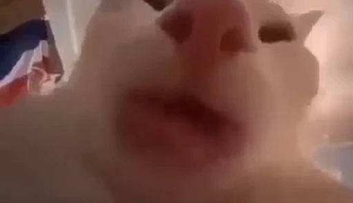 😥 Стикер «Dong moe» для Telegram