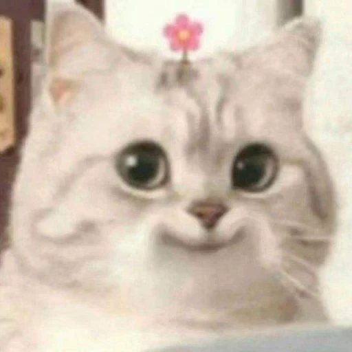 😺 Стикер «Dong moe» для Telegram