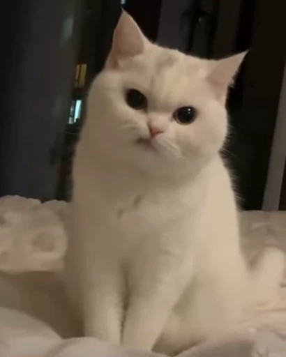 😼 Стикер «Dong moe» для Telegram