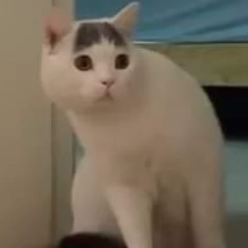 🧐 Стикер «Dong moe» для Telegram
