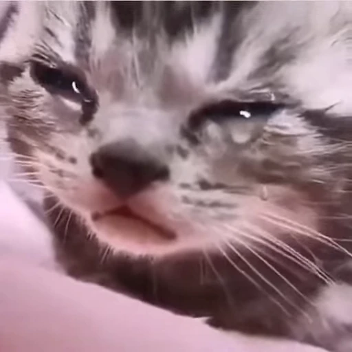 😢 Стикер «Dong moe» для Telegram