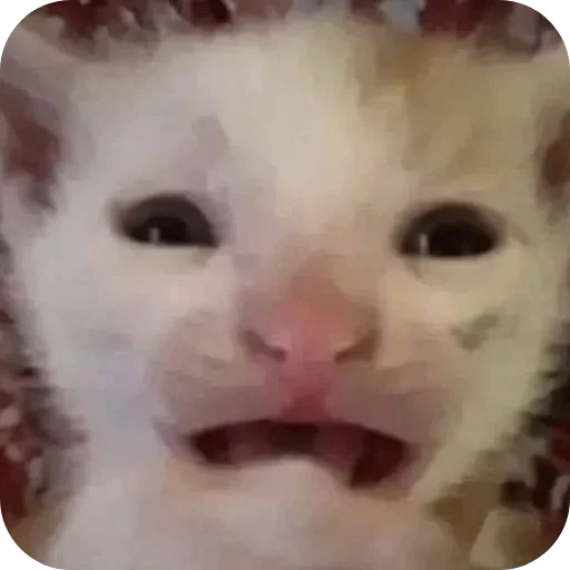 🥰 Стикер «Dong moe» для Telegram