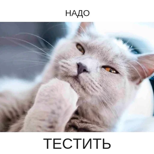 🤔 Стикер «Стикеры одинокой бабули» для Telegram
