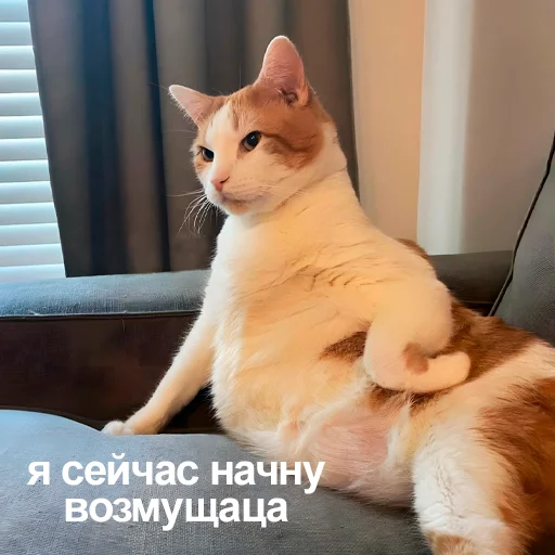 🤨 Стикер «Стикеры одинокой бабули» для Telegram