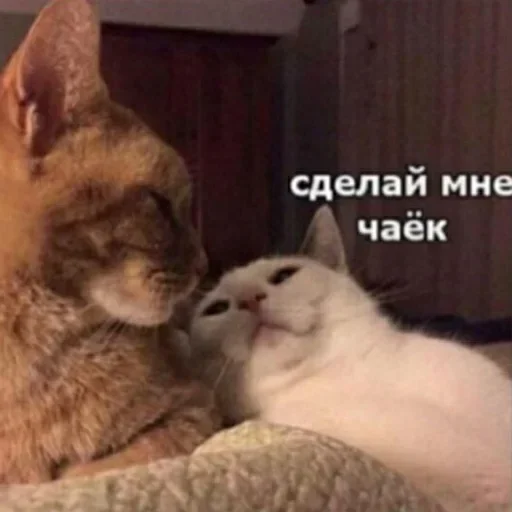 ☕️ Стикер «Стикеры одинокой бабули» для Telegram