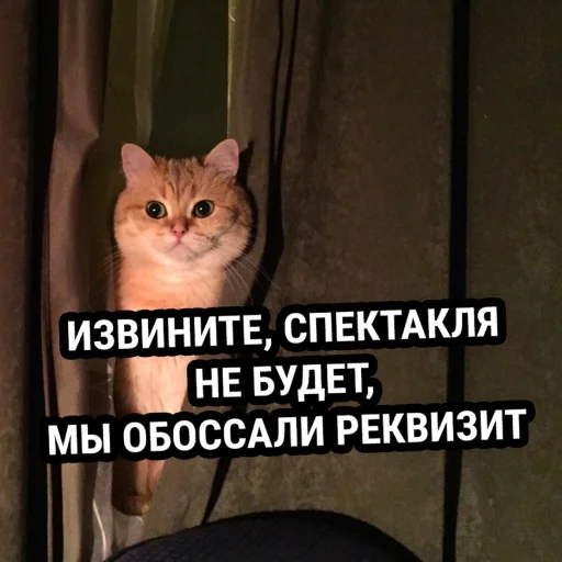 ❌ Стикер «Стикеры одинокой бабули» для Telegram