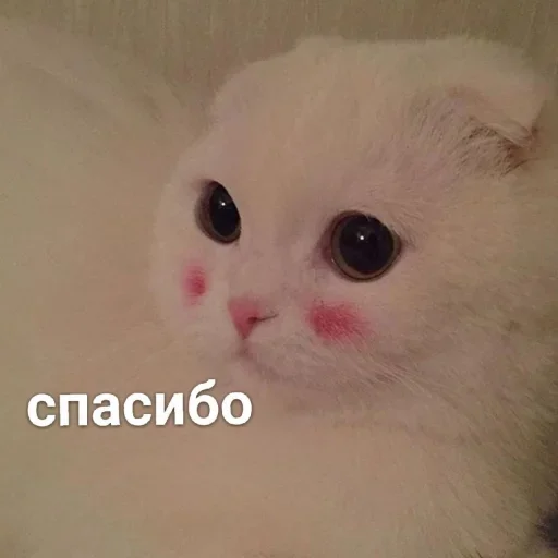 🙏 Стикер «Стикеры одинокой бабули» для Telegram