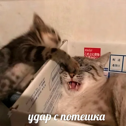 👊 Стикер «Стикеры одинокой бабули» для Telegram