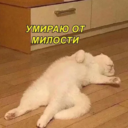 😍 Стикер «Стикеры одинокой бабули» для Telegram