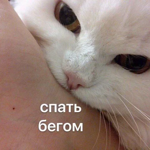 👿 Стикер «Стикеры одинокой бабули» для Telegram