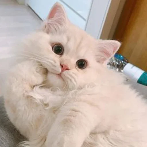 🤔 Стикер «Стикеры одинокой бабули» для Telegram