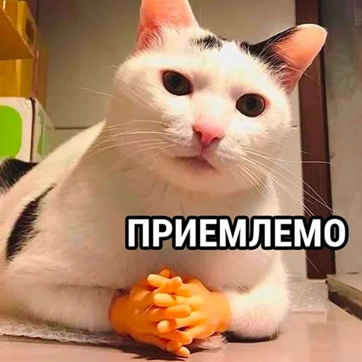 👌 Стикер «Стикеры одинокой бабули» для Telegram