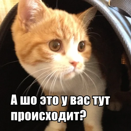 👀 Стикер «Стикеры одинокой бабули» для Telegram