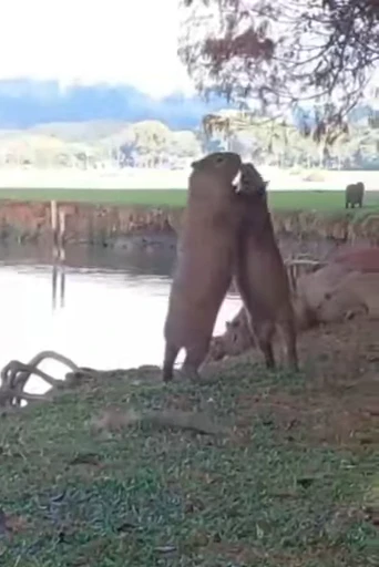 🤓 Стикер «GrandPa Capybaras» для Telegram