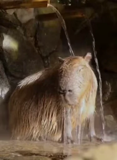😎 Стикер «GrandPa Capybaras» для Telegram