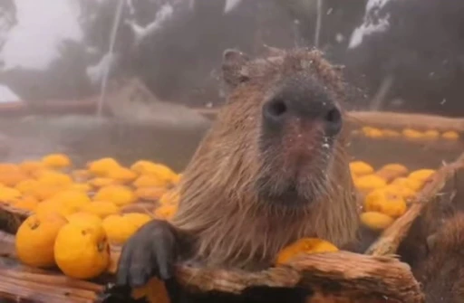 🥳 Стикер «GrandPa Capybaras» для Telegram