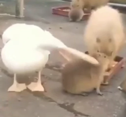 😜 Стикер «GrandPa Capybaras» для Telegram