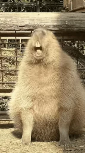 🥰 Стикер «GrandPa Capybaras» для Telegram