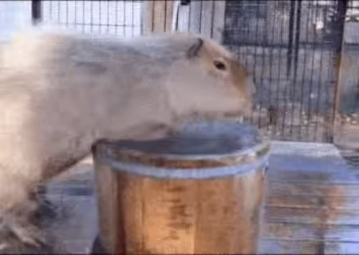 😌 Стикер «GrandPa Capybaras» для Telegram