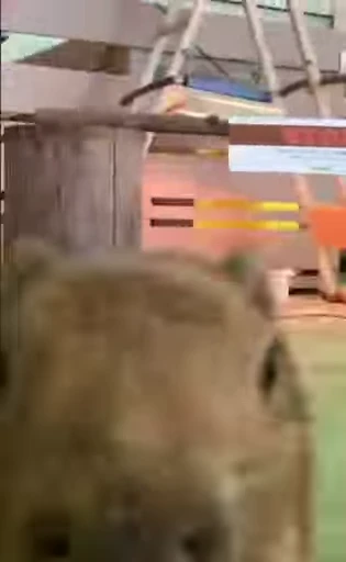🫠 Стикер «GrandPa Capybaras» для Telegram