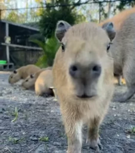 🤗 Стикер «GrandPa Capybaras» для Telegram