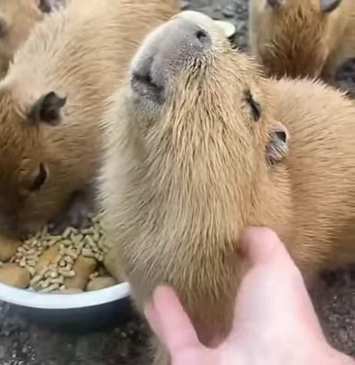 🥸 Стикер «GrandPa Capybaras» для Telegram