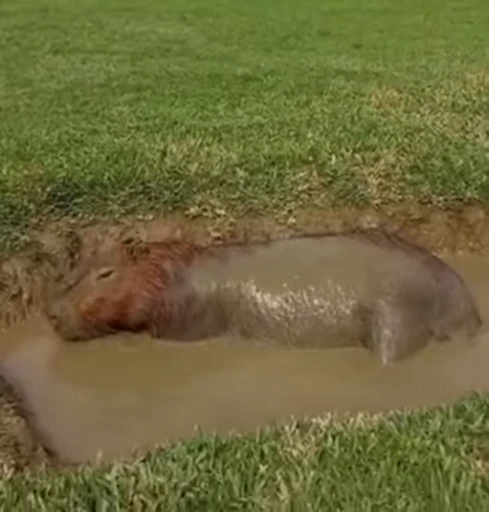 👹 Стикер «GrandPa Capybaras» для Telegram