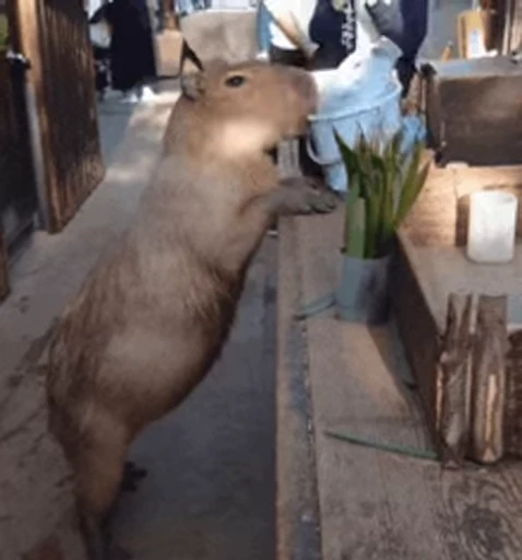 😁 Стикер «GrandPa Capybaras» для Telegram