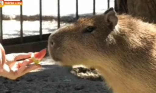 🧐 Стикер «GrandPa Capybaras» для Telegram