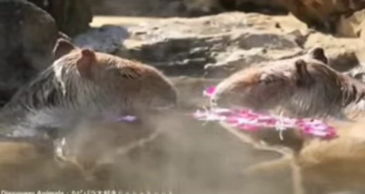 😱 Стикер «GrandPa Capybaras» для Telegram