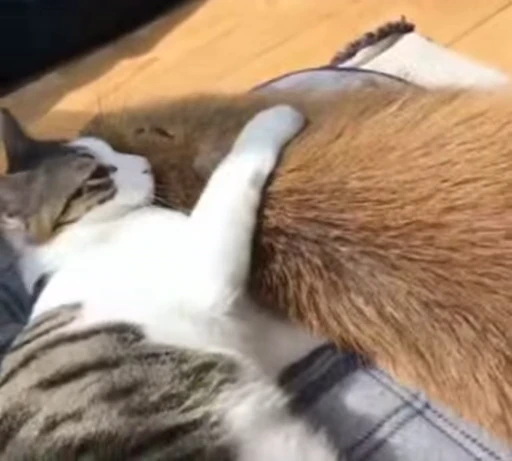 😝 Стикер «GrandPa Capybaras» для Telegram