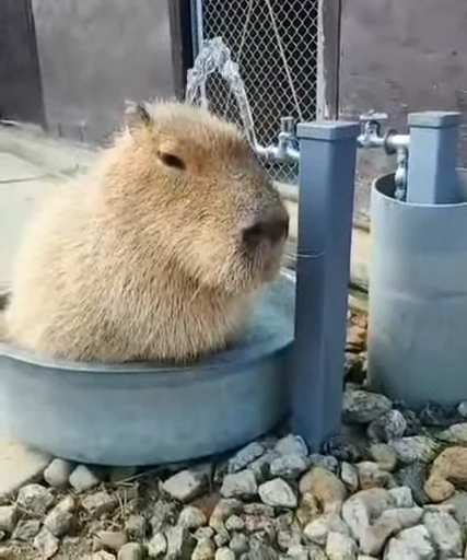 🫡 Стикер «GrandPa Capybaras» для Telegram